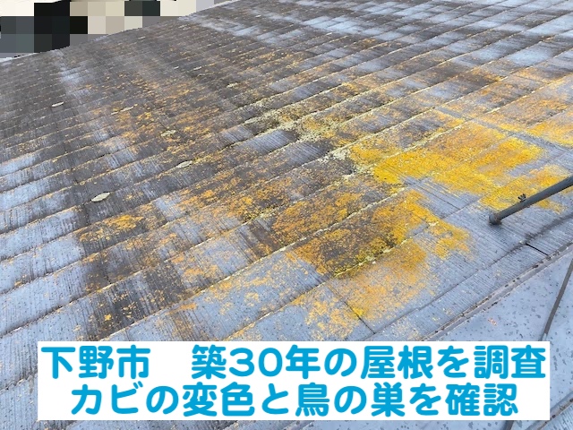 下野市　築30年の屋根を調査｜カビの変色と屋根に登って判明した鳥の巣