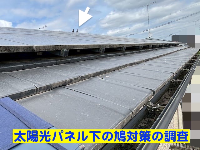 真岡市　太陽光パネルの鳥の侵入防止対策　現場調査の写真