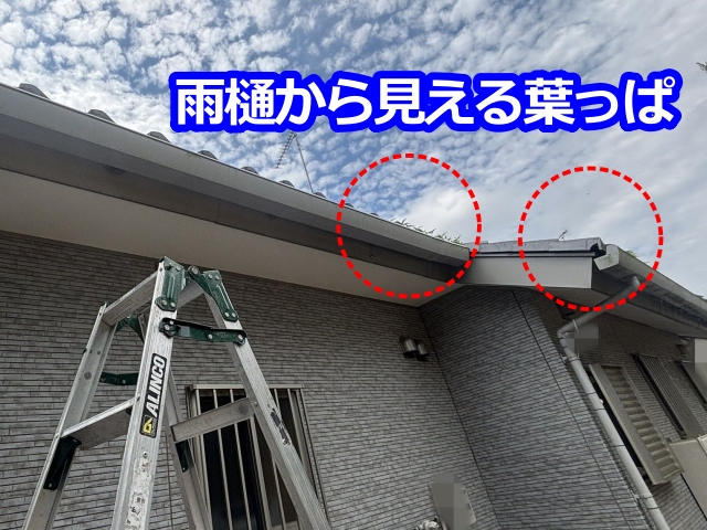 筑西市　竹林の葉が雨樋に詰まり流れない！雨樋から葉が見えたら要注意