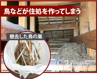 軒天の剥がれによる小動物の侵入の解説写真