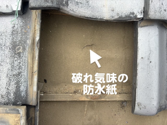 ズレが見つかった部分の瓦の下の破れた防水紙