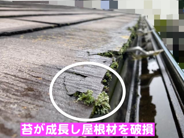 小山市　屋根の先端がパリパリ剥がれる症状　カビ・苔が繁茂したパミールAの写真