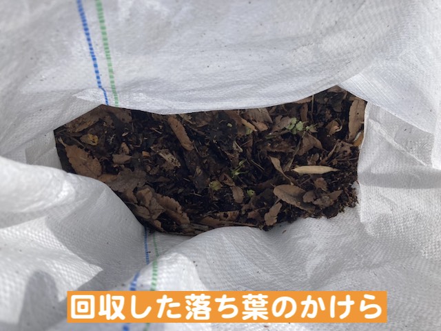 真岡市　落ち葉で詰まった雨どいを清掃　取り除いた落ち葉の写真