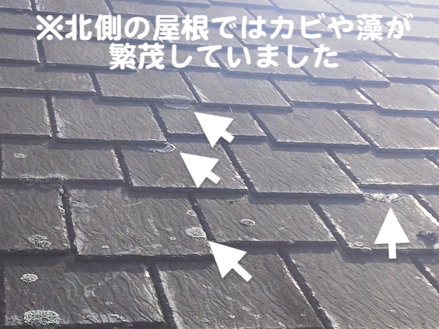 下野市　ニューアーバニー屋根を調査　カビ・藻の繁茂の写真