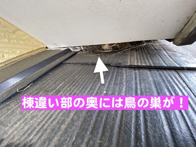 下野市　築30年の屋根を調査　棟違い部の鳥の巣の写真