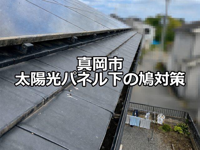 真岡市　瓦と太陽光設備の下に鳩が巣作り｜パネルを一時脱着し糞害も洗浄