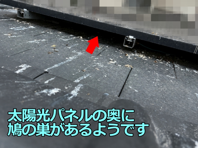 パネルの下には巣材やフンが蓄積しているようです