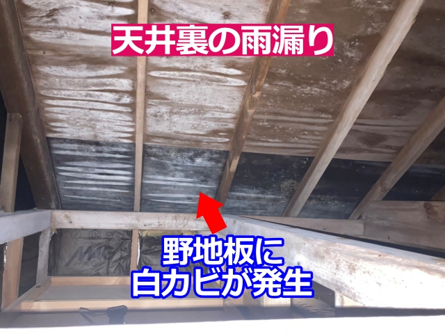 屋根裏では野地板に湿気と白カビの発生が見られました