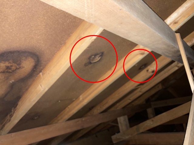 水が回ったことで、付近の木部が黒ずみ始めている様子