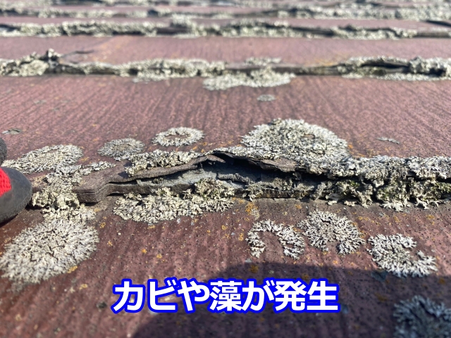 層間剥離により湿気を帯びたパミールからカビや藻が発生